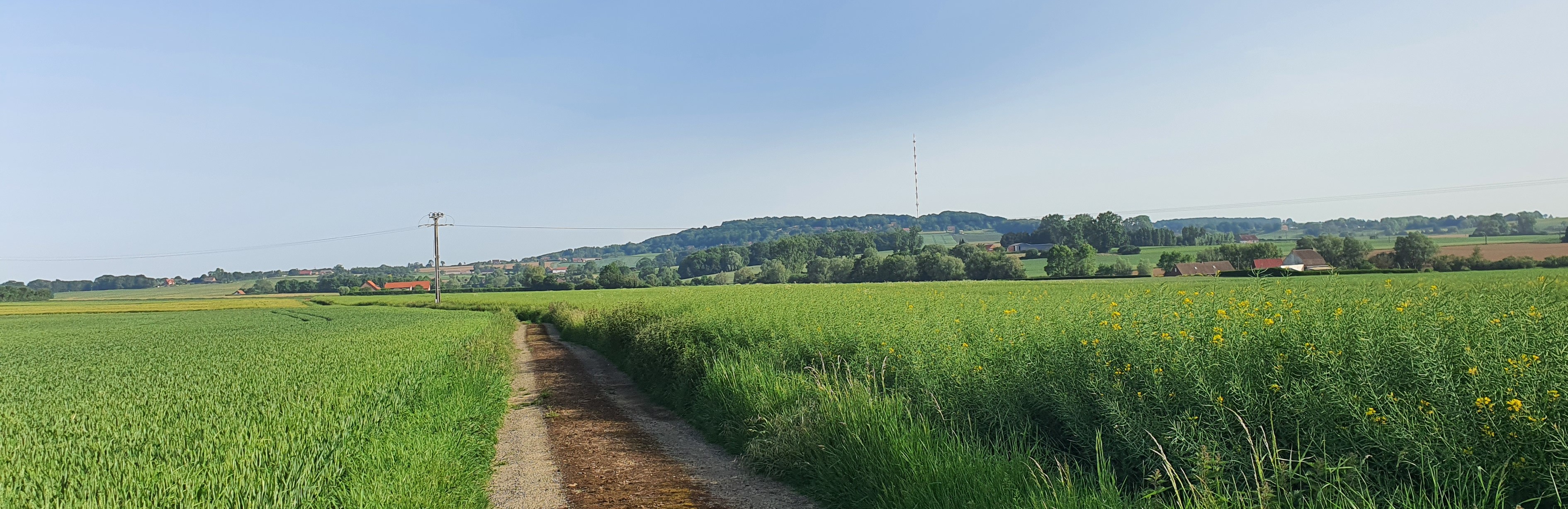 Kansrijke locatie grauwe gors: Open landschap aan de voet van de Katsberg met veldweg, tarwe, gerst en percelen met veel structuur (Kiek’n Gors Westhoek, Meteren, N-Frankrijk, Foto: D. Moeyaert, vzw Veldwerk)