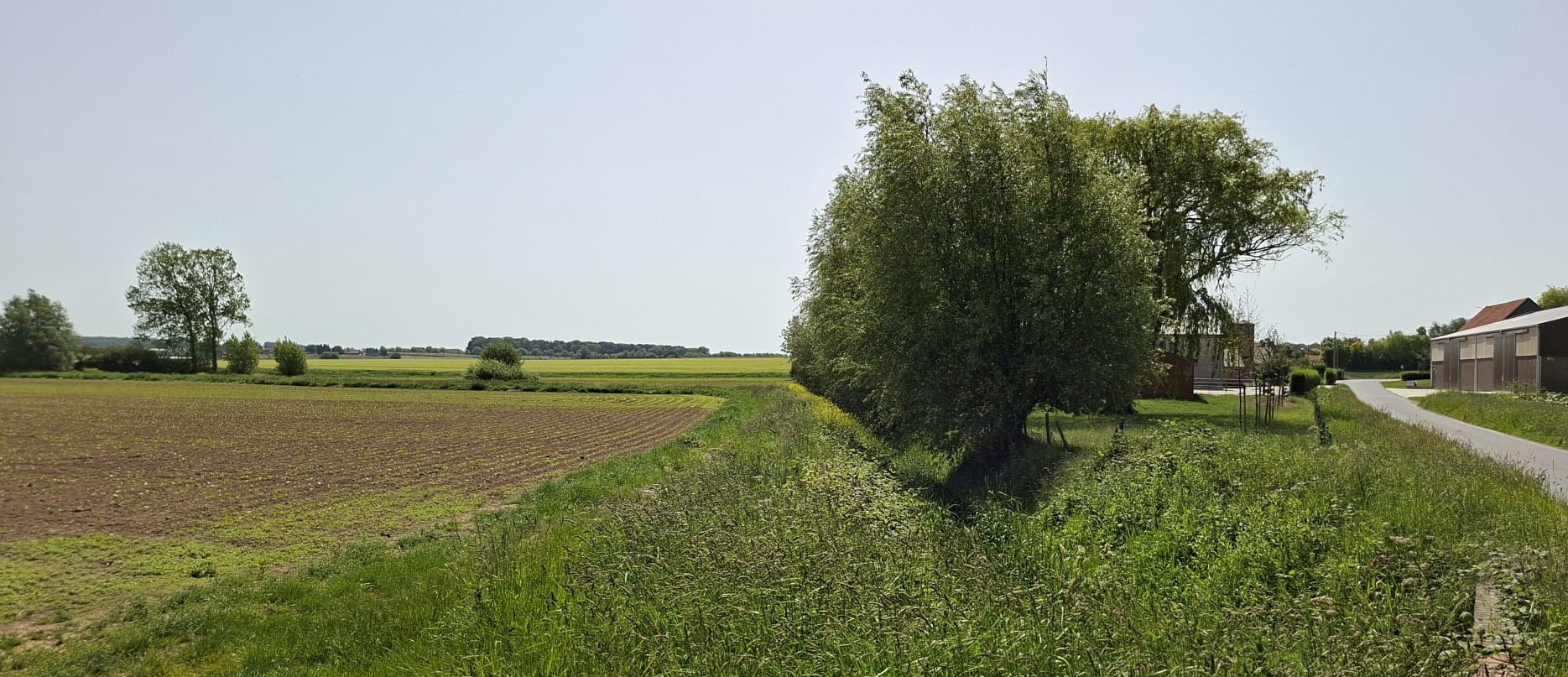 Telpunten in Dikkebus met spotvogel, geelgors en ringmus. (Foto: Remar Erens)