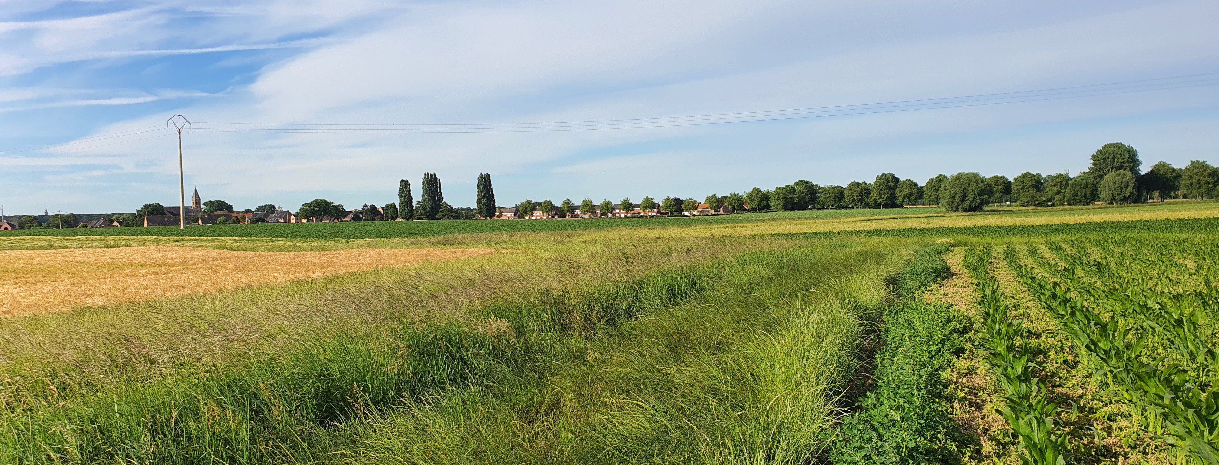 Kansrijke locatie grauwe gors: Open landschap in de buurt van Voormezele met braakliggende percelen, gerst, tarwe en brede grasstrook langs de beek. (11/06/2026, Foto: D. Moeyaert, vzw Veldwerk)