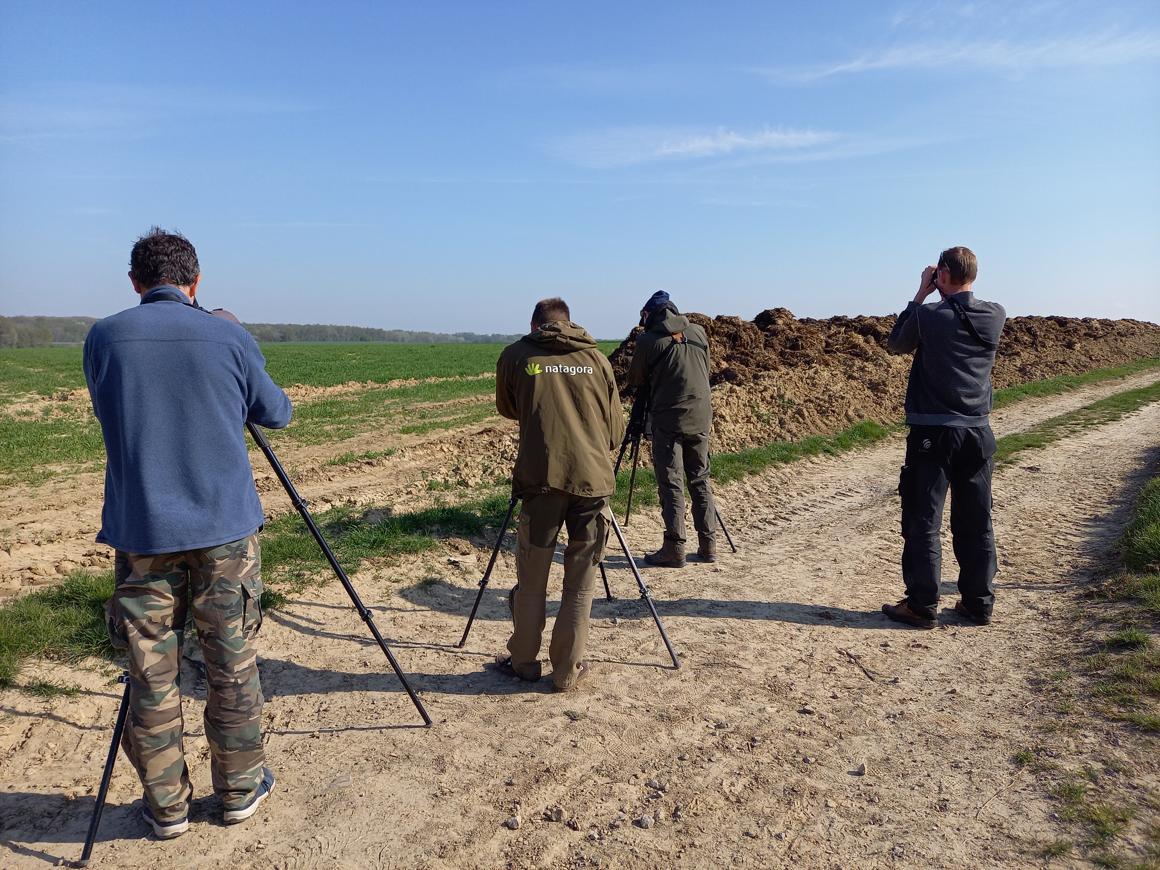 Baltsende blauwe kiekendief boven het bos op onze plaats van afspraak